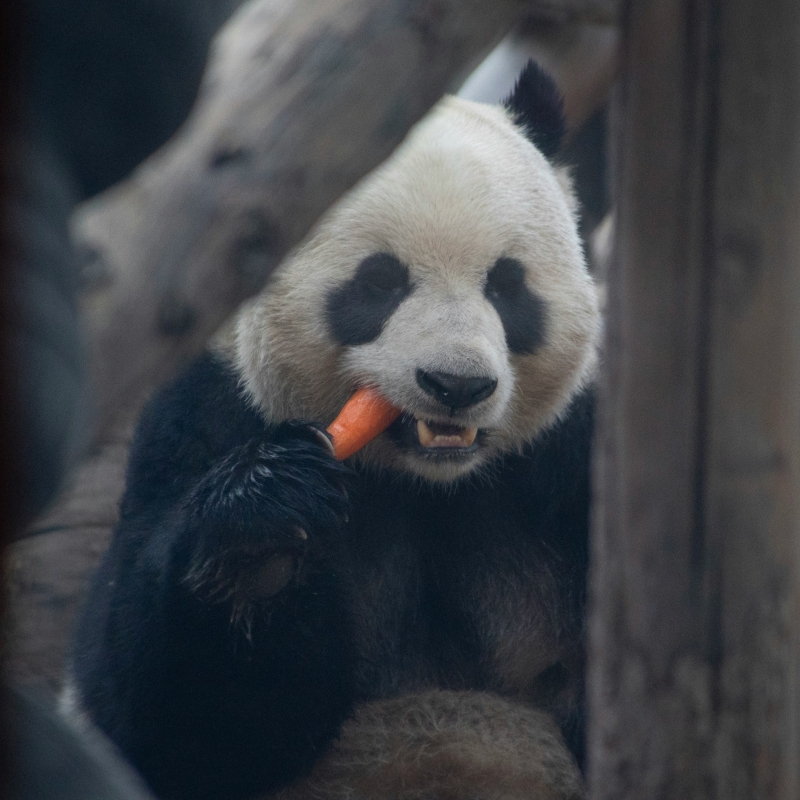 Chengdu Panda